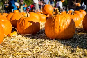 Pumpkins 3X2 1000Px